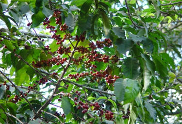 el café importante producto colombiano