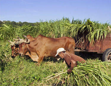 Recogida de la caña de azúcar :
(producto base de la economía cubana)