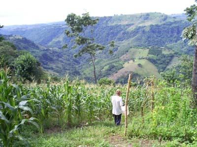 Plantación de ma&aicute;z