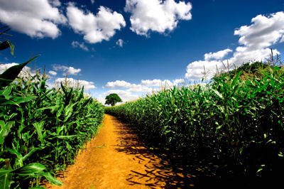 Agricultura tradicional