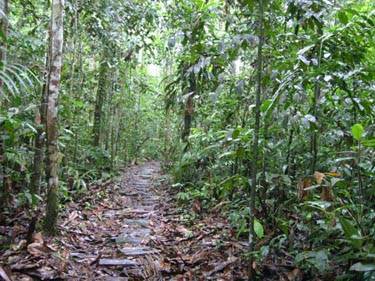 Selva tropical -
Parque Nacional Manu