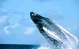 Ballena jorobada en la bahía de Samaná